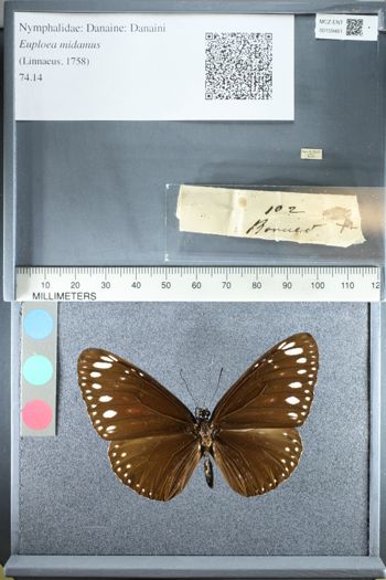 Media type: image;   Entomology 159461
